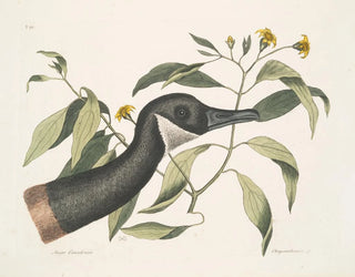 Mark Catesby - Anser Canadensis The Canada Goose Chrysanthemum c.webp