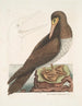 Le fou est un oiseau brun apparenté à l'oie de Bassano - Mark Catesby — vy av konstverket