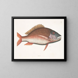 Mark Catesby - Anthea The MuttonFish.webp