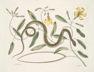 Apocynum c. Angis viridis maculatus, den gröna ormen med fläckar - Mark Catesby — vy av konstverket