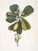 Tonnelle Jasmin floribus Les Sept Ans Pomme Parus Bahamensis Les Bahama Titmous - Mark Catesby — vy av konstverket