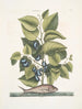 Arbor Populi c Harengus c Le Pilchard - Mark Catesby — vy av konstverket
