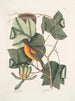 Arbor Tulipifera Le Tulipier Icterus L'Oiseau de Baltimore - Mark Catesby — vy av konstverket