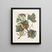Arbor Tulipifera Le Tulipier Icterus L'Oiseau de Baltimore - Mark Catesby — inramlat konstverk på väggen