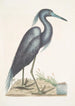 Ardea caerulea Den Blå Hägern - Mark Catesby — vy av konstverket