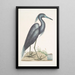 Ardea caerulea Den Blå Hägern - Mark Catesby — inramlat konstverk på väggen