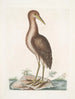 Ardea stellaris Le Butor brun - Mark Catesby — vy av konstverket
