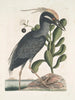 Ardea stellaris cristata Americana Le butor huppé Lobelia c - Mark Catesby — vy av konstverket