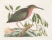 La petite butor étoilé - Mark Catesby — vy av konstverket