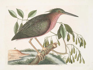La petite butor étoilé - Mark Catesby — vy av konstverket