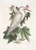 Ardea alba Den lilla vita hägern Ketmia c - Mark Catesby — vy av konstverket