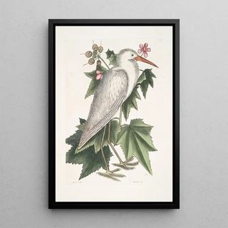 Mark Catesby - Ardea alba The little white Heron Ketmia c.webp