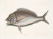 Le Porgy Aurata - Mark Catesby — vy av konstverket