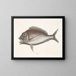 Le Porgy Aurata - Mark Catesby — inramlat konstverk på väggen