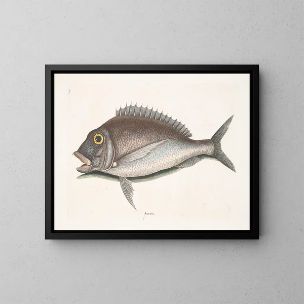 Le Porgy Aurata - Mark Catesby — inramlat konstverk på väggen