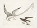 L'oiseau des tempêtes - Mark Catesby — vy av konstverket