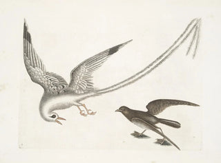 Mark Catesby - Avis Tropicrtum The TropickBird Larus minimus marinus c The StormFinck or Pittrel.webp