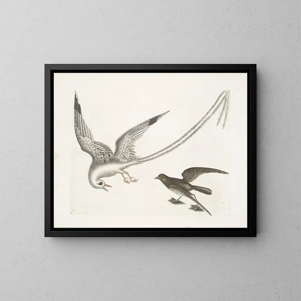 L'oiseau des tempêtes - Mark Catesby — inramlat konstverk på väggen