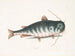 Le Poisson-chat - Mark Catesby — vy av konstverket