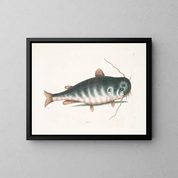 Le Poisson-chat - Mark Catesby — inramlat konstverk på väggen