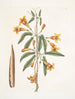 Bignonia Americana - Mark Catesby — vy av konstverket