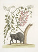 Amerikansk bison Pseudo Acacia hispida med rosa blommor - Mark Catesby — vy av konstverket