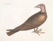 Buse à tête de dindon - Mark Catesby — vy av konstverket