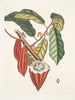 Cacao Arbor Le Cacao Tree - Mark Catesby — vy av konstverket