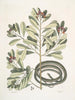 Calyculato c Winters Bark Slender Brown Snake La couleuvre ruban - Mark Catesby — vy av konstverket