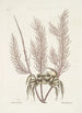Cancer arenarius Le crabe de sable Lithophyton c - Mark Catesby — vy av konstverket