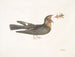 Le Chèvre-Feuille - Mark Catesby — vy av konstverket