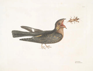 Le Chèvre-Feuille - Mark Catesby — vy av konstverket