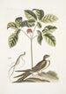 Caprimulgus minor Americanus L'engoulevent Aureliana Canadensis Le ginseng ou ninsin des Chinois - Mark Catesby — vy av konstverket