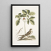 Caprimulgus minor Americanus L'engoulevent Aureliana Canadensis Le ginseng ou ninsin des Chinois - Mark Catesby — inramlat konstverk på väggen
