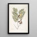 Carduelis Americanus Den amerikanska steglitsen Acacia abruoe foliis c Acacia - Mark Catesby — inramlat konstverk på väggen