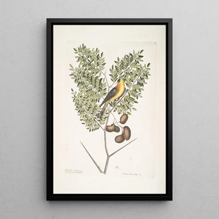 Mark Catesby - Carduelis Americanus The American Goldfinch Acacia abruoe foliis c Acacia.webp