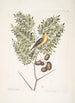 Carduelis Americanus Den amerikanska steglitsen Acacia abruoe foliis c Acacia - Mark Catesby — vy av konstverket