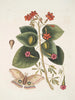 Caryophyllus spurius inodorus c Convolvulus minor Pentaphyllos c Phalna intens Den stora fjärilen - Mark Catesby — vy av konstverket