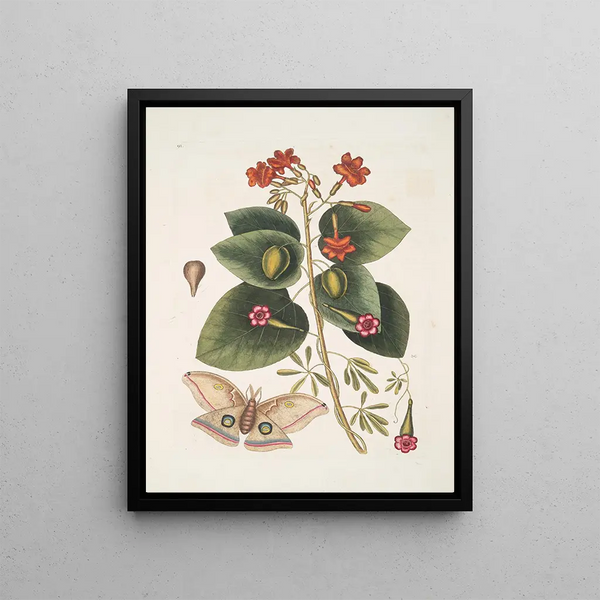 Mark Catesby - Caryophyllus spurius inodorus c Convolvulus minor Pentaphyllos c Phalna ingens The Great Moth.webp
