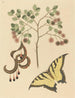 kattklor Mimosa circinalis - Mark Catesby — vy av konstverket