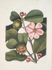 Cenchramidea Arbor saxis nascens c Le Balsam Tree - Mark Catesby — vy av konstverket