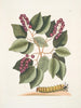 Cerasus c Pigeon Plum Eruca maxima hornuta La chenille à grandes cornes - Mark Catesby — vy av konstverket