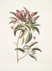 Chamdaphne foliis Tini - Mark Catesby — vy av konstverket