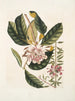 Rhododendron, chamdaphne sempervirens - Mark Catesby — vy av konstverket
