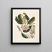 Rhododendron, chamdaphne sempervirens - Mark Catesby — inramlat konstverk på väggen