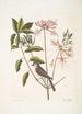 Cistus flore Periclymini Le chèvrefeuille dressé Parus cristatus La mésange huppée - Mark Catesby — vy av konstverket