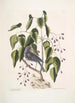 Coccothraustes purpurea Le gros-bec pourpré Toxicodendron foliis alatis c Le bois poison - Mark Catesby — vy av konstverket