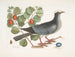 Pigeon couronné blanc Plumier à feuilles de prunier - Mark Catesby — vy av konstverket