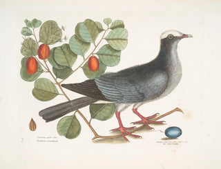 Pigeon couronné blanc Plumier à feuilles de prunier - Mark Catesby — vy av konstverket