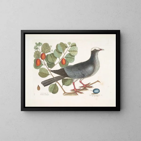 Pigeon couronné blanc Plumier à feuilles de prunier - Mark Catesby — inramlat konstverk på väggen